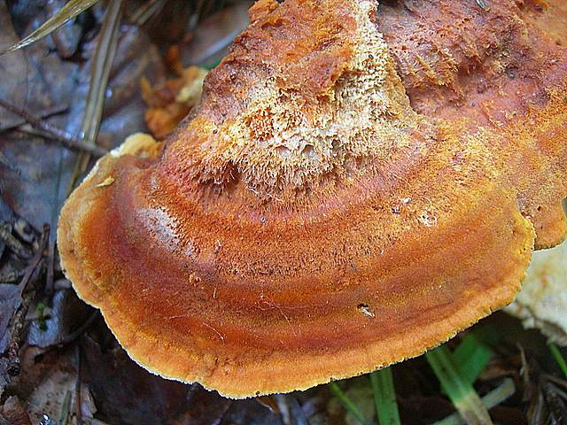 Funghi trasformisti , necrofili e sterili